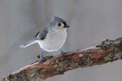 TuftedTitmouse_3014