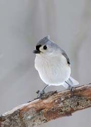 TuftedTitmouse_3015