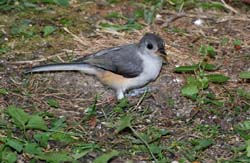 TuftedTitmouse_7861