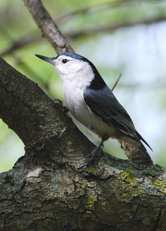 WBNuthatch_1523sm