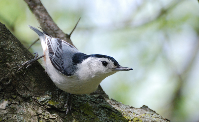 WBNuthatch_1527a