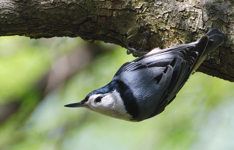 WBNuthatch_1531a