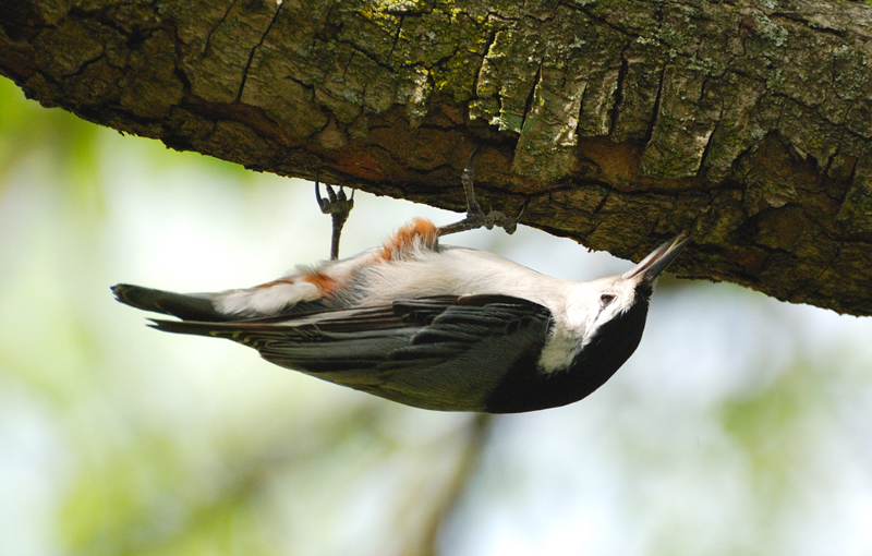 WBNuthatch_1570a