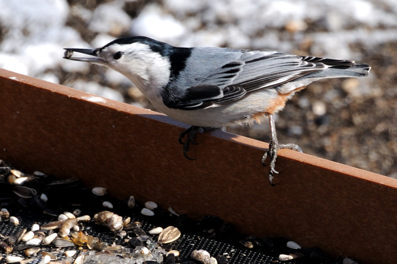 WBNuthatch_2886