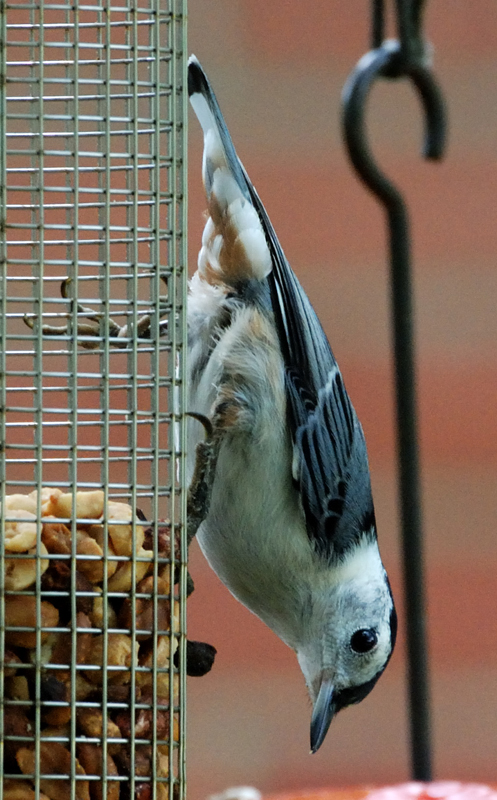 WBNuthatch_6044