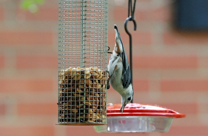 WBNuthatch_6049