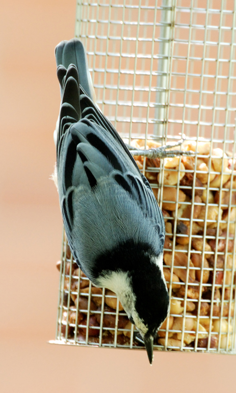 WBNuthatch_6066