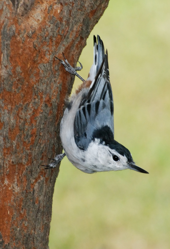 WBNuthatch_8920