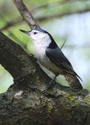 WBNuthatch_1523sm