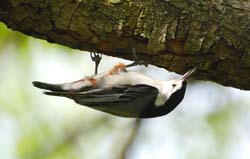 WBNuthatch_1570a