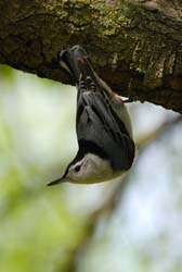 WBNuthatch_1574a