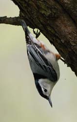 WBNuthatch_1584