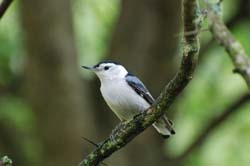 WBNuthatch_1675a