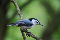 WBNuthatch_1687a