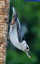 WBNuthatch_4490