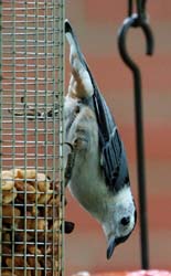 WBNuthatch_6044