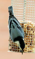 WBNuthatch_6066