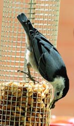 WBNuthatch_6075