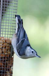 WBNuthatch_6585