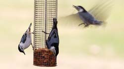 WBNuthatches3_5645