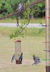 WBNuthatches5_5647