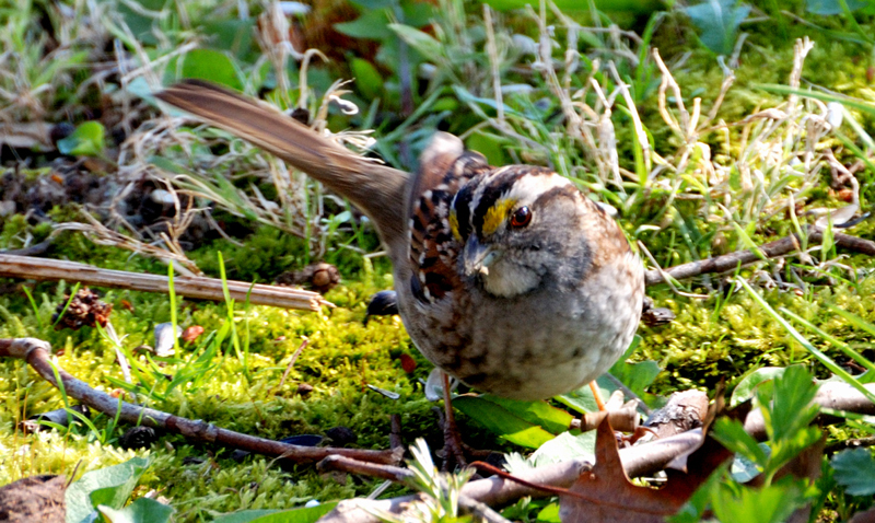 WhiteThroatedSparrow_1123