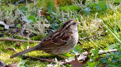 WhiteThroatedSparrow_1121