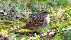 WhiteThroatedSparrow_1122