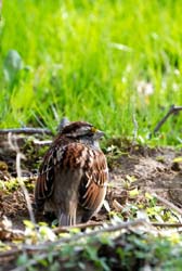 WhiteThroatedSparrow_1155