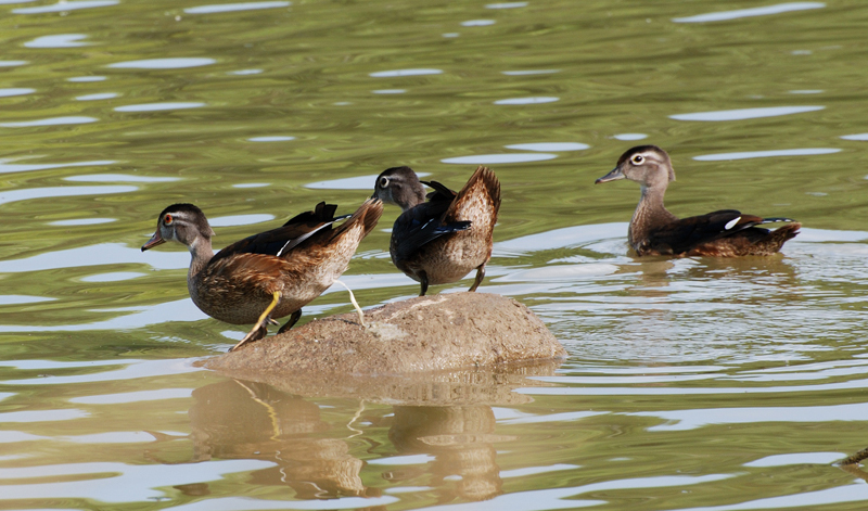 WoodDuck_0617