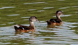 WoodDuck_0623