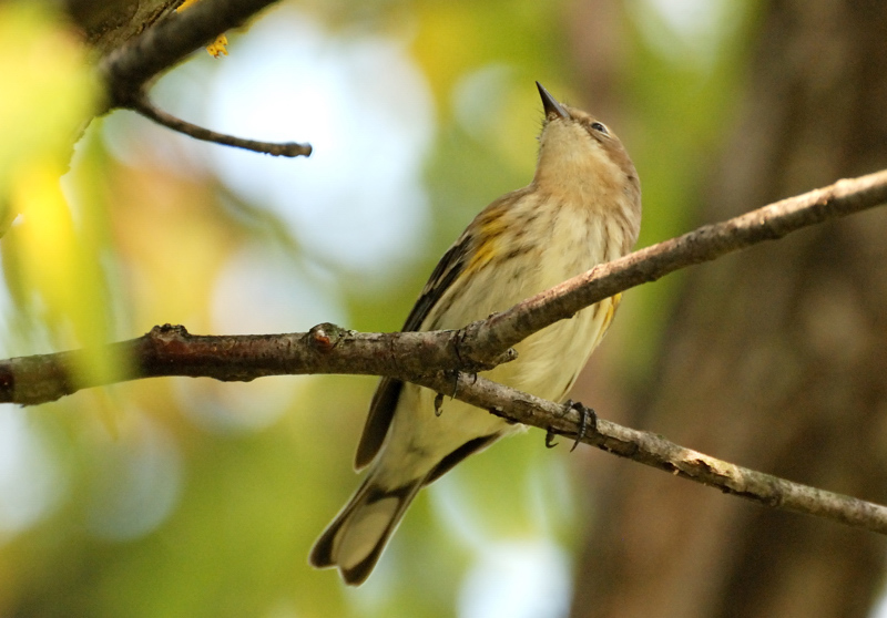 YellowRumpedWarbler_5762