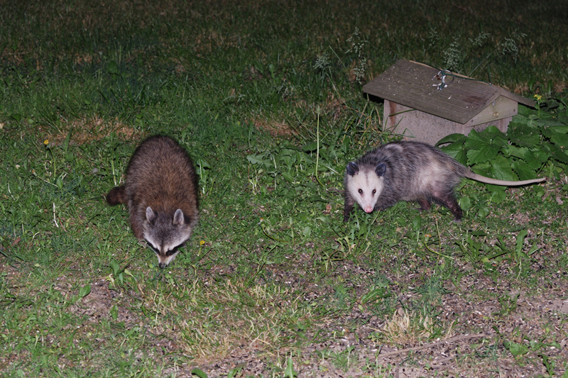 Possum_Raccoon_3563