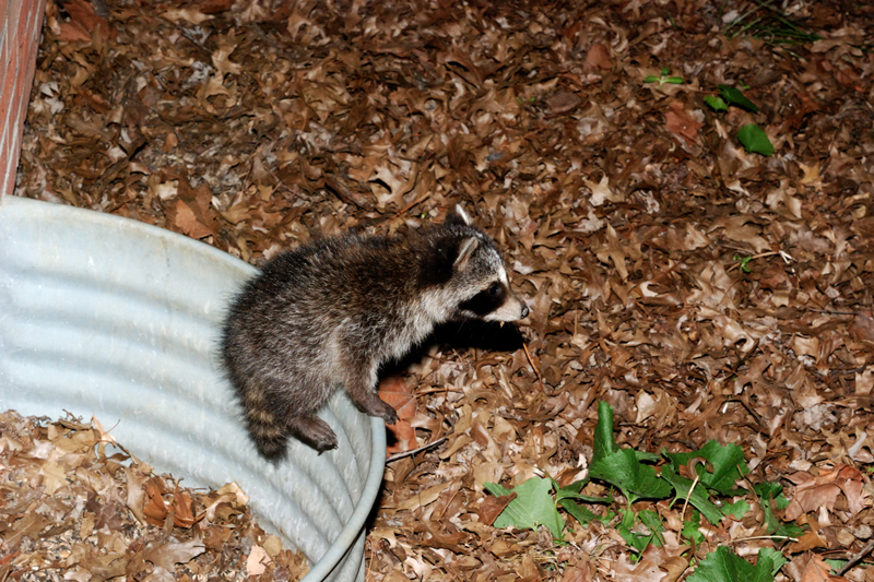 Raccoon_6605_Baby