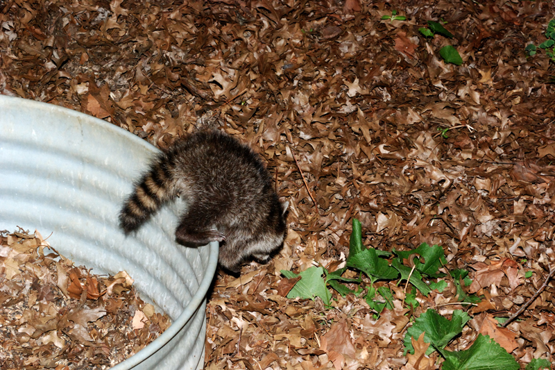 Raccoon_6606_Baby