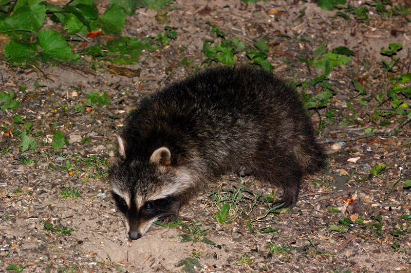 Raccoon_6616_Baby