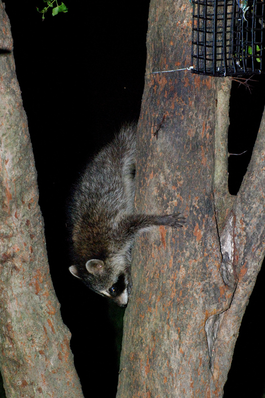 Raccoon_6664_Baby