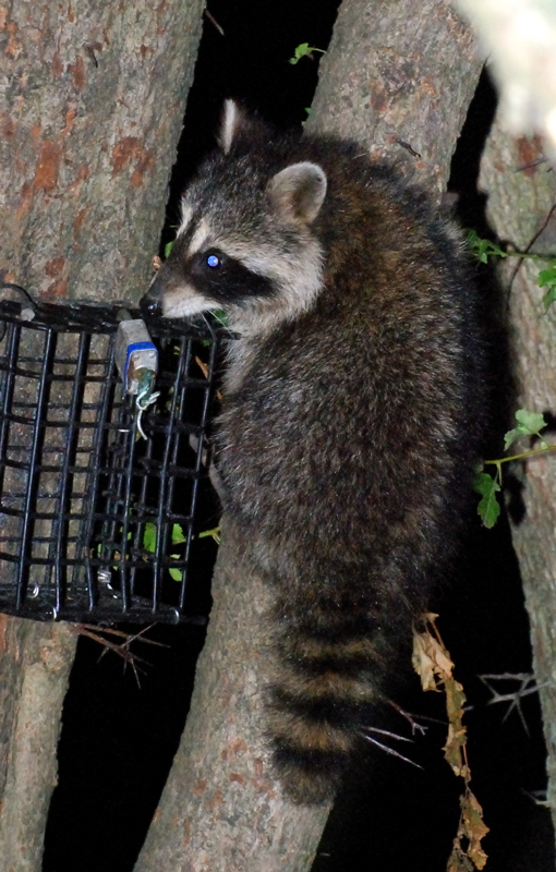 Raccoon_6678_Baby