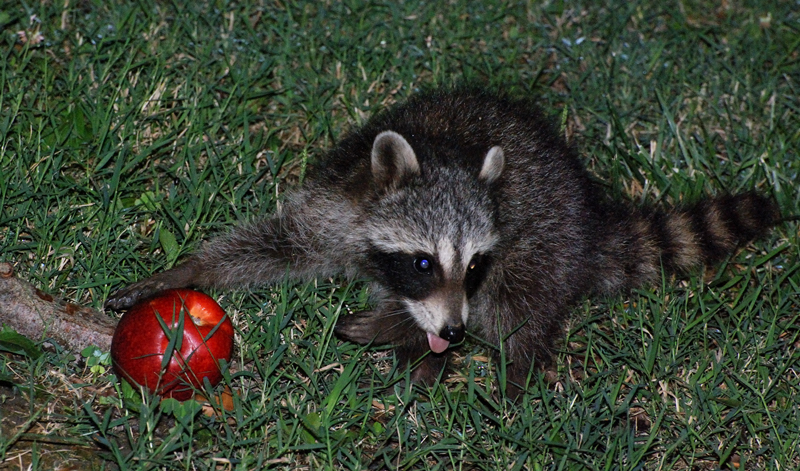 Raccoon_7062_Apple