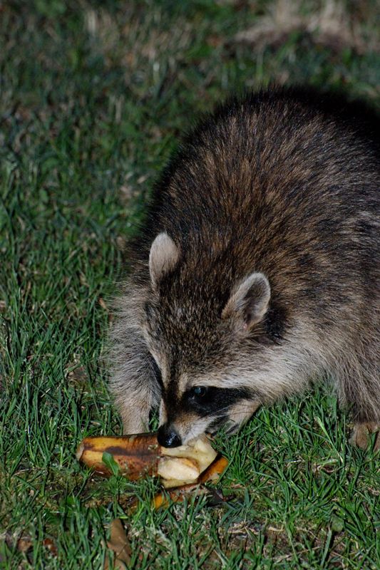 Raccoon_7094_Banana