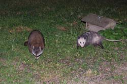 Possum_Raccoon_3563