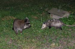 Possum_Raccoon_3564