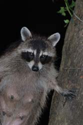 Raccoon_3855_GoneWild