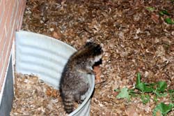 Raccoon_6603_Baby