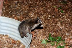 Raccoon_6605_Baby