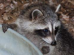 Raccoon_6916_3_Baby