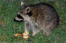 Raccoon_7095_Banana