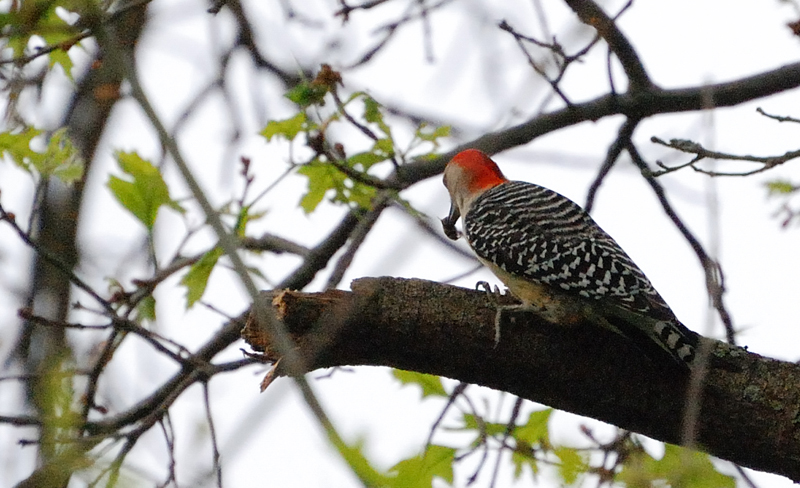 RedBelliedWoodpecker_2173a