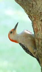 RedBelliedWoodpecker_4648