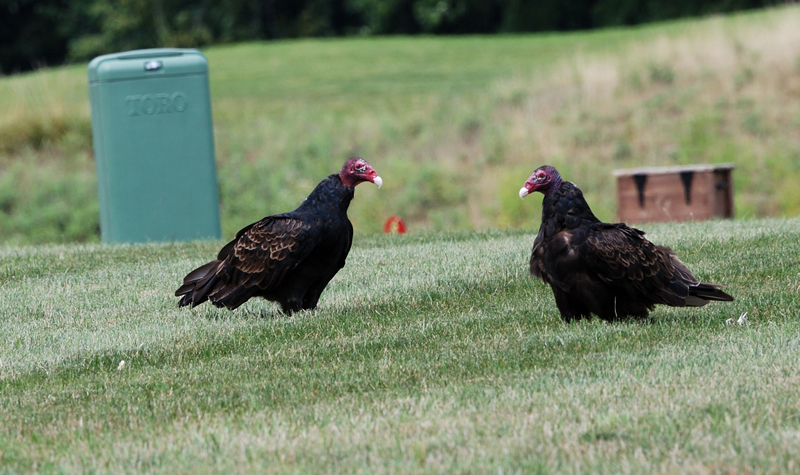 TurkeyVulture_1380